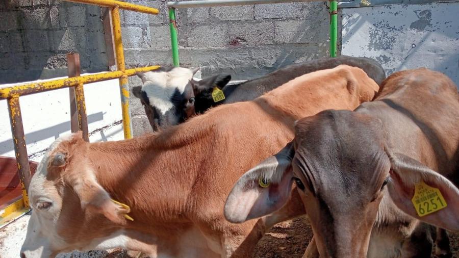 Preocupa plaga de garrapatas a ganaderos de la región