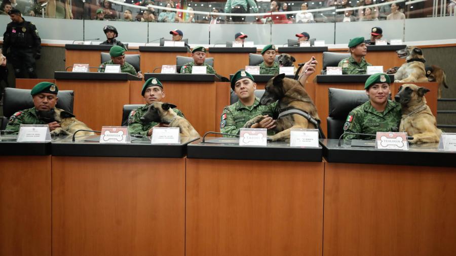  Senado buscará declarar a perritos como seres sintientes y darles derechos constitucionales