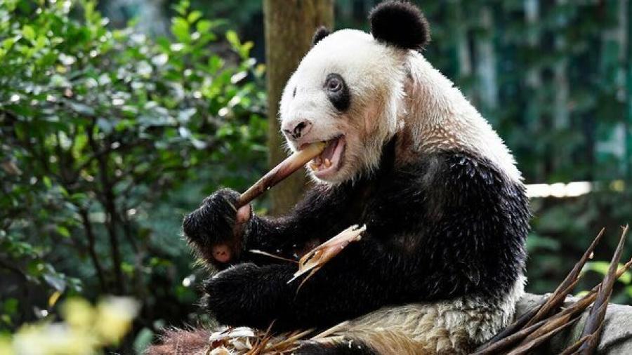 Fallece XinXing, el panda más longevo del mundo
