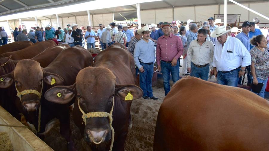 Renuevan hatos ganaderos de Tamaulipas