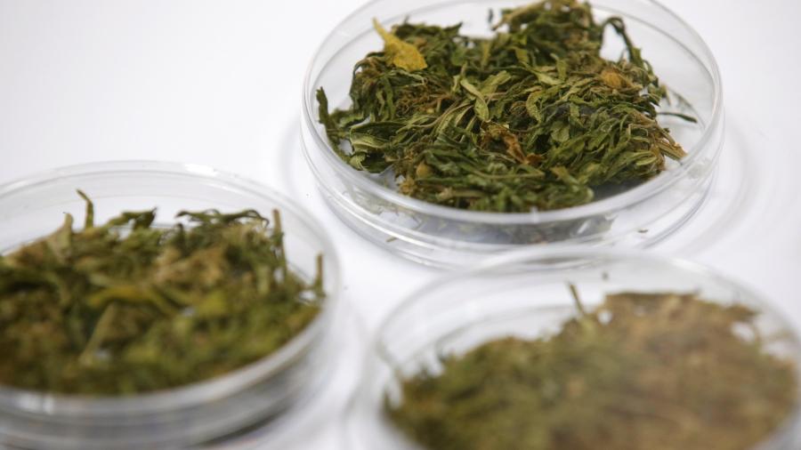Tailandia comenzará suministro de mariguana a personas con cáncer