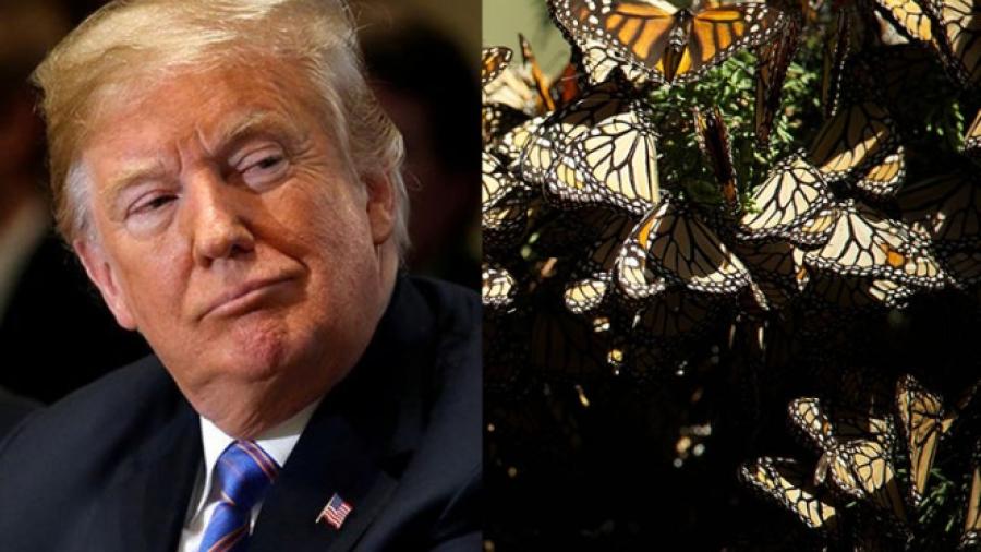 Propone Trump cancelar protecciones para ciertas especies