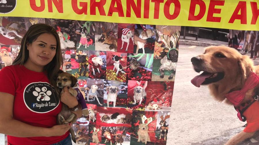 Rifan entrenamiento canino a beneficio de refugios de animales