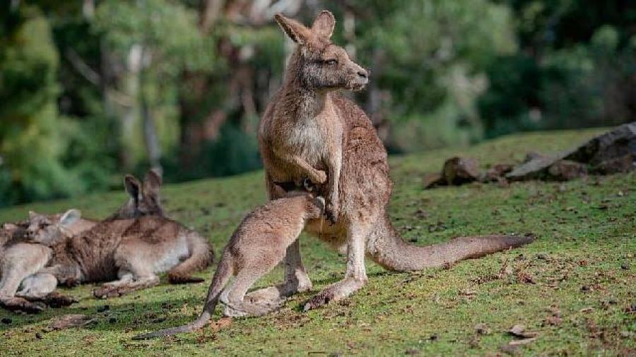 Dos jóvenes son acusados de crueldad animal por matar a 14 canguros