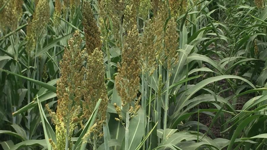 SAGARPA quita candado que beneficia la producción de oleaginosas