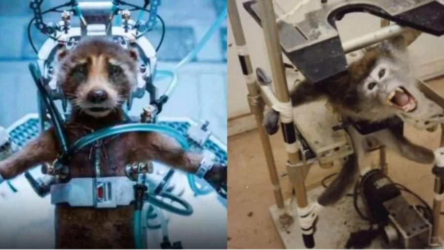 PETA premia a James Gunn por mensaje de "Guardianes de la Galaxia Vol.3"