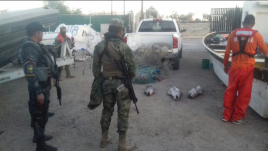 Rescatan en Baja California 20 totoabas muertas