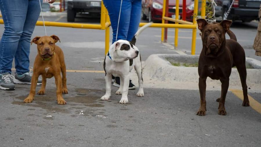 Bajar&aacute;n costos para esterilizaci&oacute;n animal