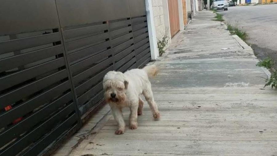 Continúa la búsqueda de mascotas extraviadas por pirotecnia