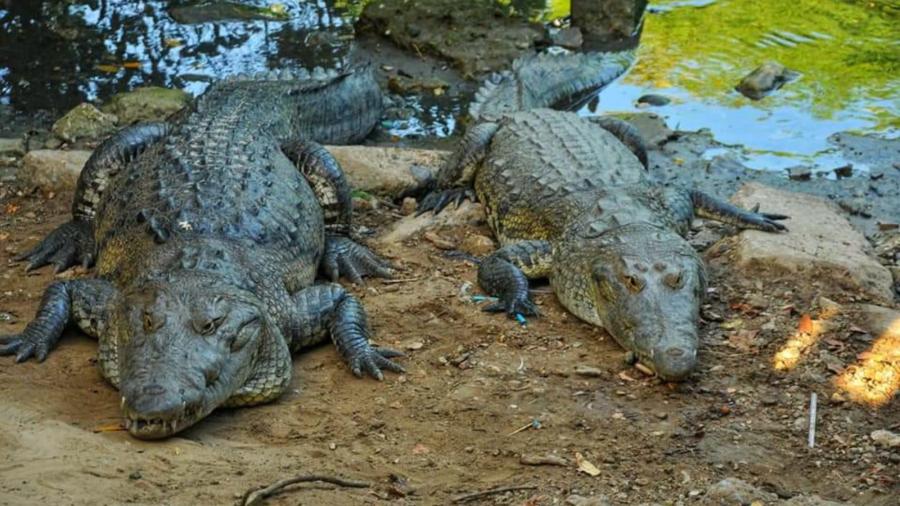 Coordina SEDUMA acciones en busca de controlar sobrepoblación de cocodrilos
