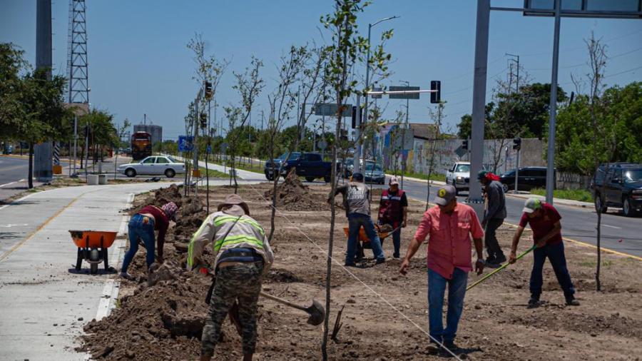 Importante reforestación se lleva a cabo en las principales avenidas de Matamoros