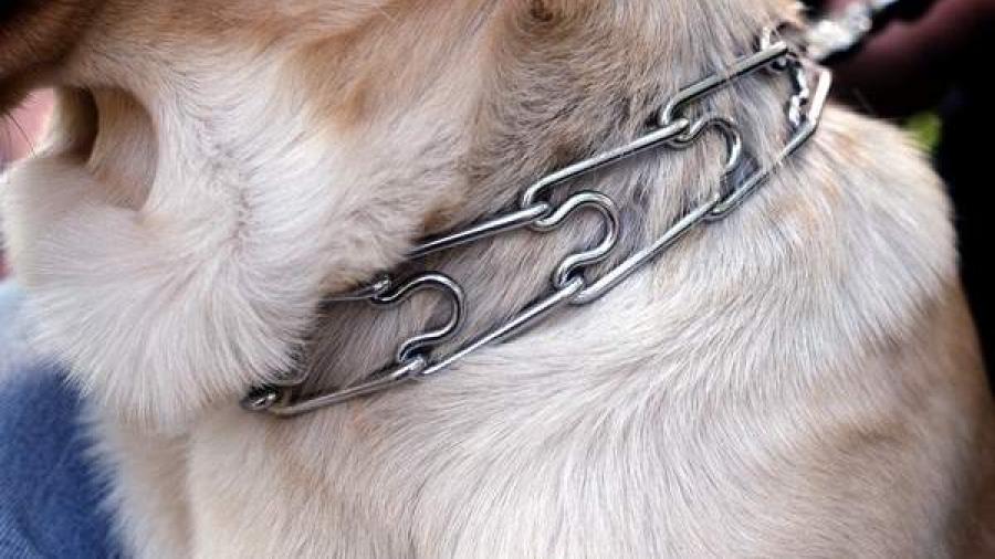 Fallece un hombre de 87 años  en Asturias tras ser atacado por seis perros