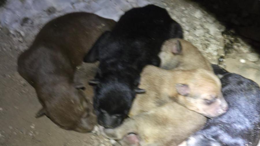 ¡Final feliz! Ciudadano adopta a perrita y sus crías tras rescate municipal