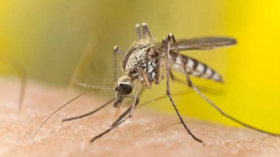 Llega a 24 el número de casos por Zika en Victoria