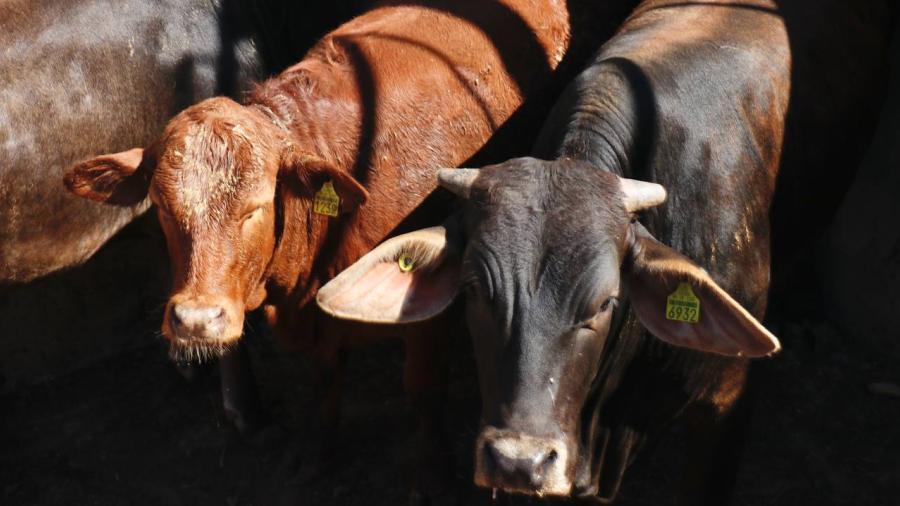 Incrementa el consumo de carne local en Nuevo Laredo, gracias a campa&ntilde;a de promoci&oacute;n