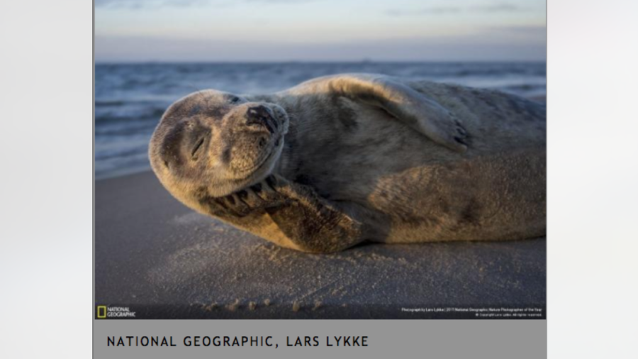 Conoce a los ganadores del NatGeo Nature 2017