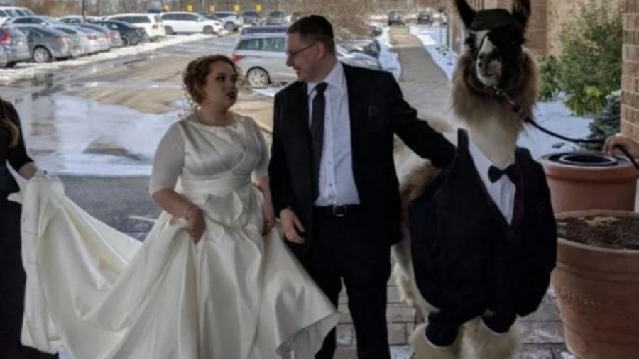 Hombre llega a la boda de su hermana con una llama en esmoquin