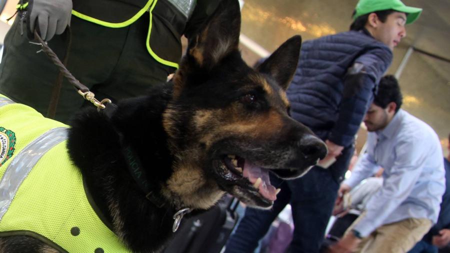 'Sombra', la perra antinarcóticos perseguida por un cártel colombiano 