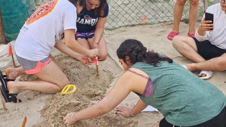 Colabora la UAT en el proyecto de conservación de la tortuga lora