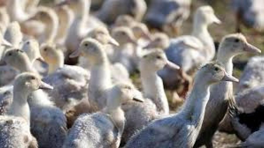 Francia sacrificará más patos por brote de gripe aviar