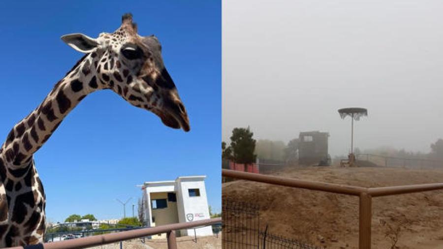 Profepa asegura a la jirafa “Benito” tras denuncia de maltrato en Ciudad Juárez