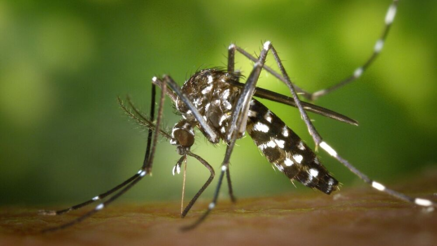 Río de Janeiro en estado de emergencia por casos de dengue