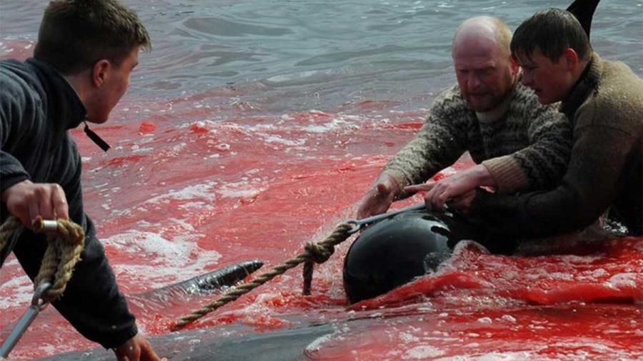 Matan casi 300 ballenas en Islas Feroe