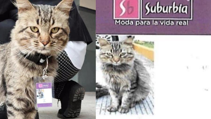 'Fredy del Mazo', el gatito trabajador de una tienda departamental