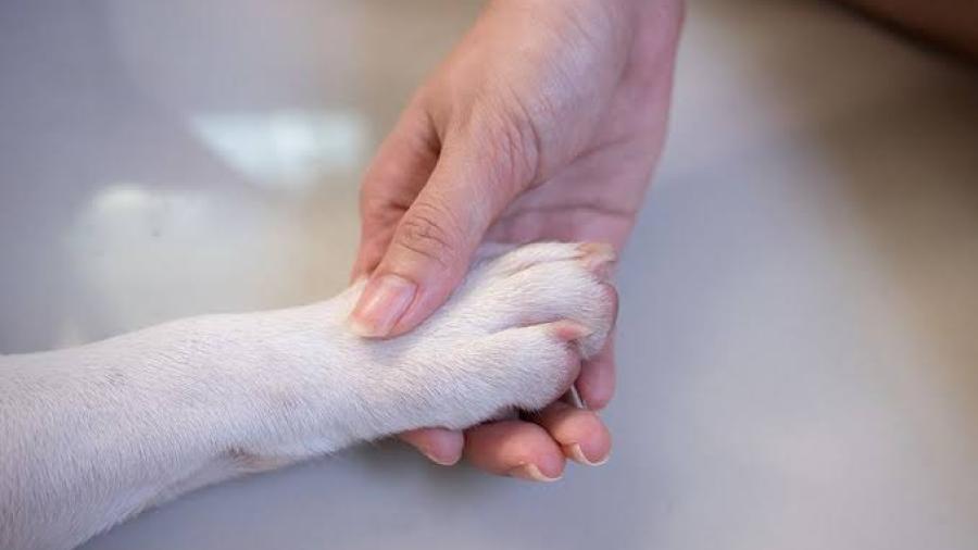En RU, buscan reconocer a animales como seres sintientes