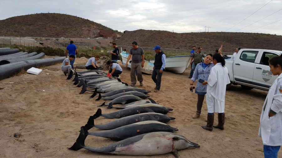 21 delfines mueren en Baja California Sur