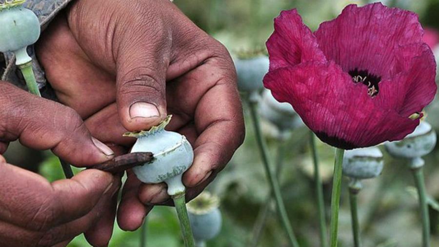 Aseguran opio valuado en 2 millones de pesos