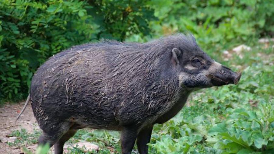 Jabalí mata de una mordida a su cazador