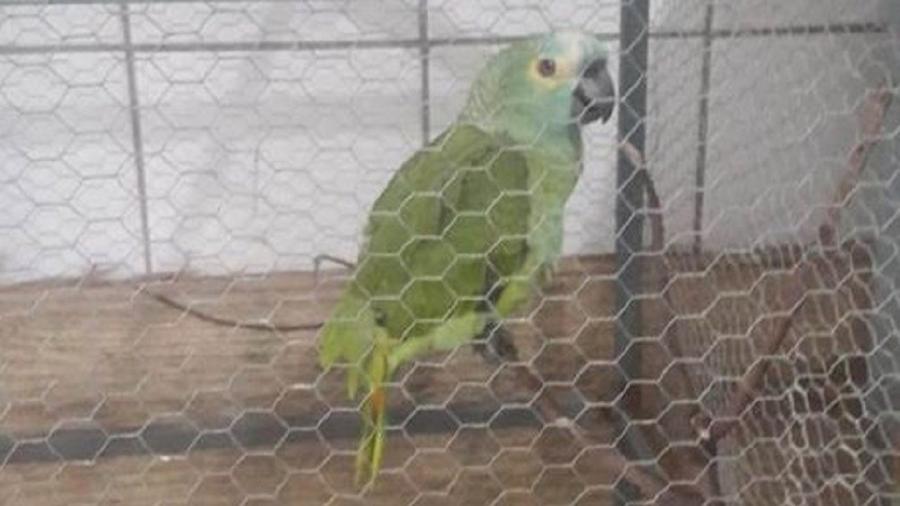 Loro en Brasil alertaba a narcotraficantes de la policía