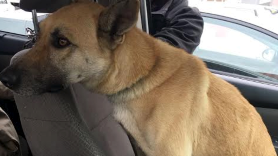Rescatan a “Bolo”, el perro que sobrevivió el sismo de la CDMX