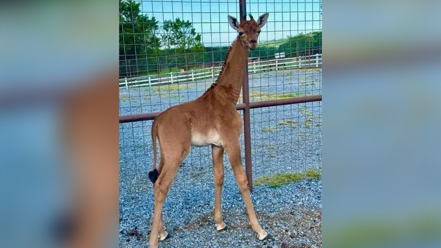  Nace jirafa sin manchas en Estados Unidos; única en el mundo