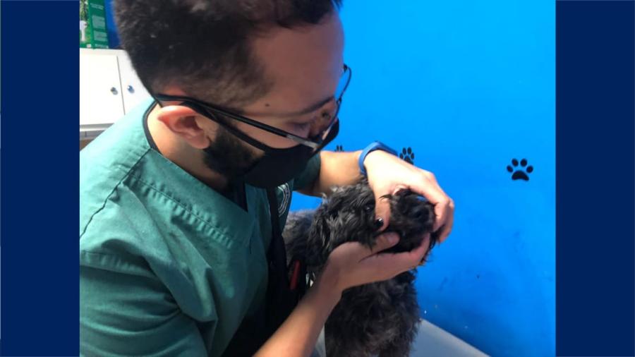 Protectora de animales en Nuevo Laredo pide a la población no abandonar a las mascotas   