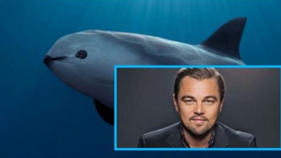 DiCaprio agradece apoyo a la Vaquita Marina