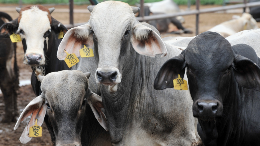 NLD exporta 25 mil cabezas de ganado