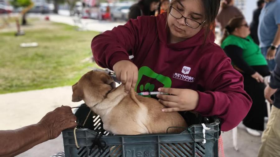 Atendió Gobierno de Carlos Peña Ortiz a más de 150 mascotas de forma gratuita