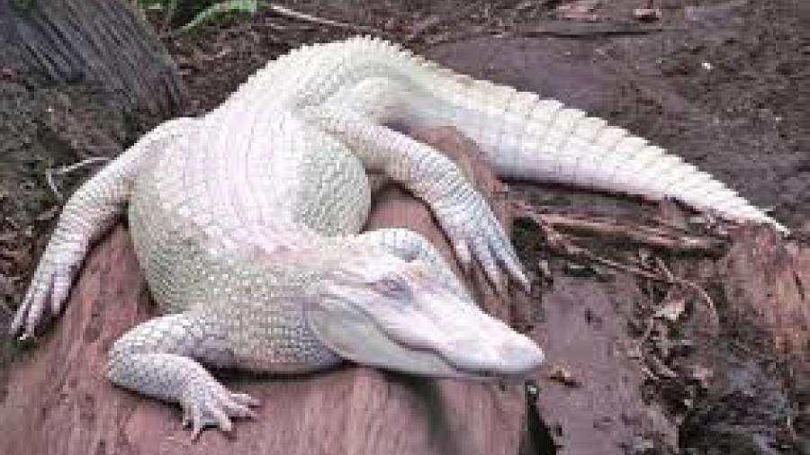 Rara pareja de caimanes albinos espera crías en Florida