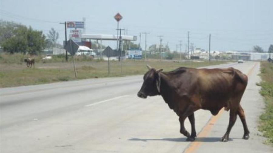 Pide Desarrollo Rural que dueños se hagan cargo de sus animales