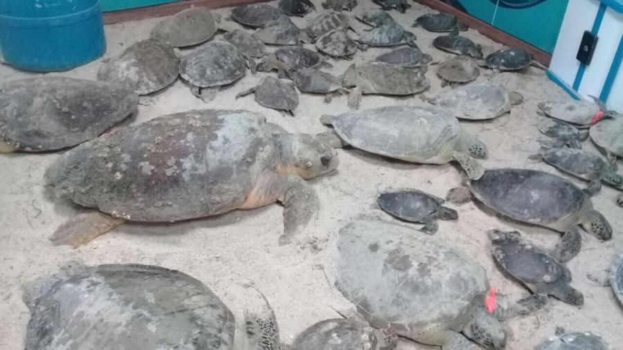 Brindan protecci&oacute;n a 120 tortugas con riesgo de muerte por fr&iacute;o