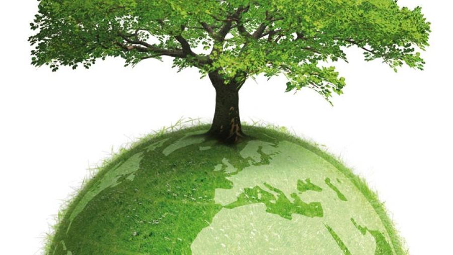 Hoy se celebra el “Día internacional del árbol”