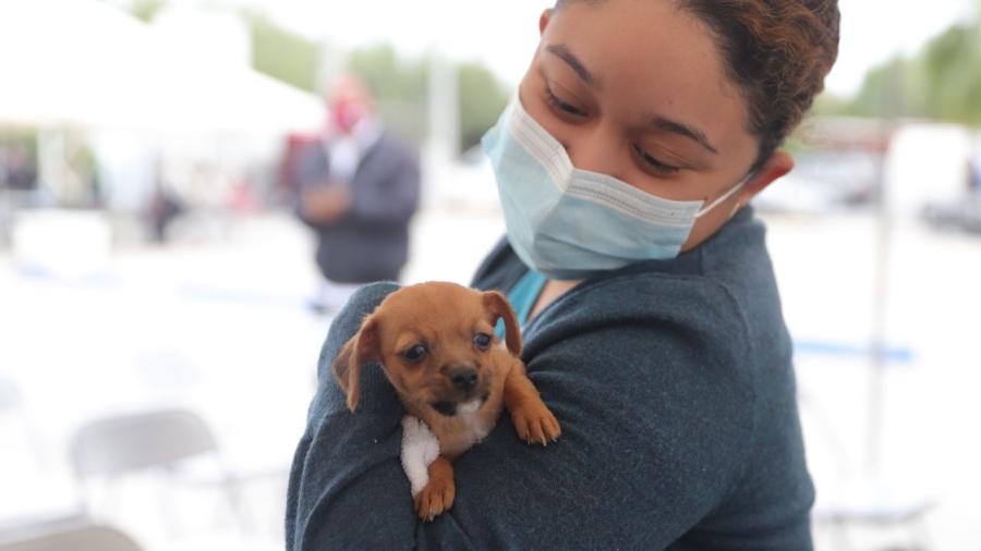 Inicia este viernes campaña de vacunación antirrábica 