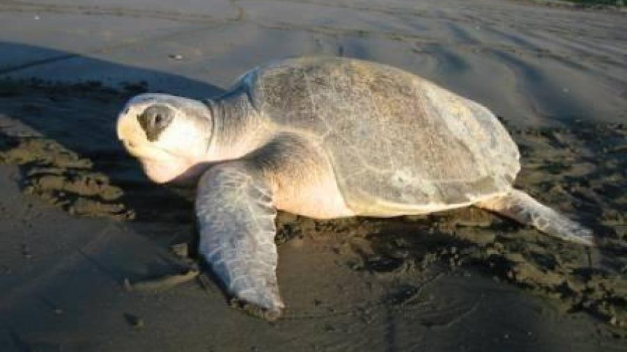 Preocupa a estado muertes de tortuga lora
