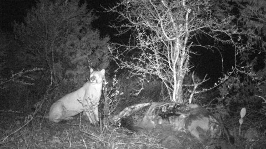 Descubren a autor de ataques a ganado en Hidalgo