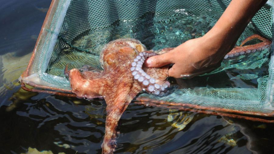 Saliva del pulpo rojo podría tener agentes contra el Alzheimer: UNAM