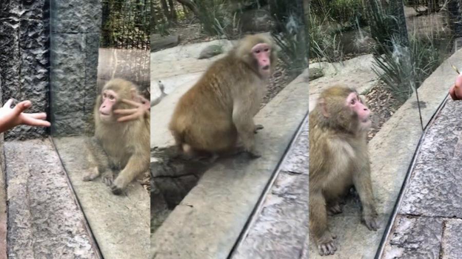 Sorprenden a mono con truco de magia