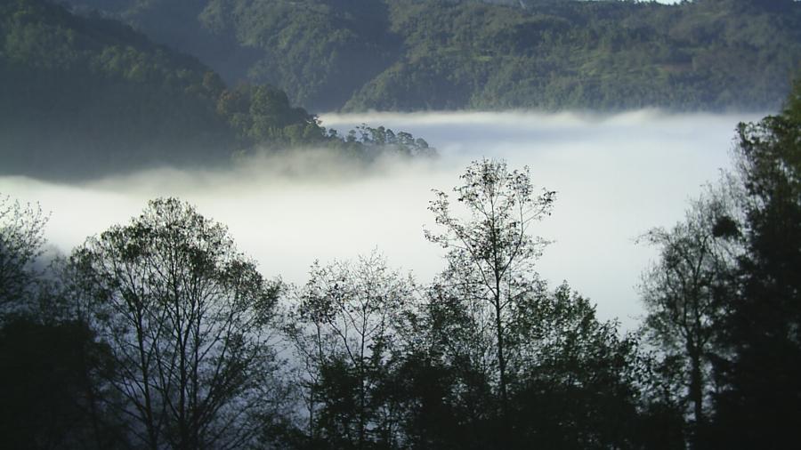 Bosque de niebla de Veracruz es rescatado