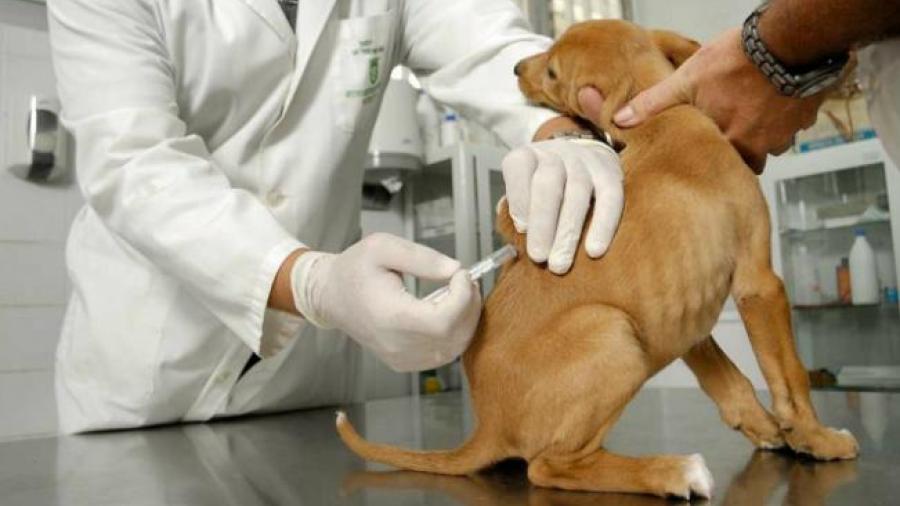 Recomiendan vacunar a mascotas en esta temporada